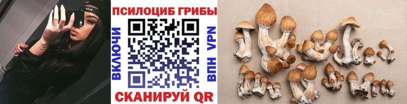 Галлюциногенные грибы Psilocybe  Купить где  Шарья 